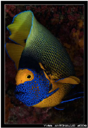 My only decent angelfish shot Fuji S5 pro/60mm by Yves Antoniazzo 
